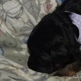 German Shepherd Puppies from Import German Shepherds of Kansas