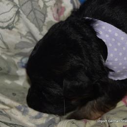 German Shepherd Puppies from Import German Shepherds of Kansas