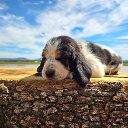 Chloe - Black white and brown female Basset Hound puppy in Denison, Texas from Emma Lou's Baby Bassets