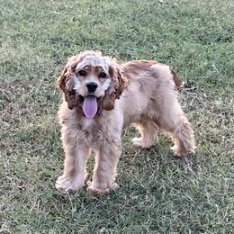 Eve - Cocker Spaniel