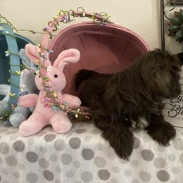 Shih Tzu Puppies from Little Lions West