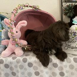 Shih Tzu Puppies from Little Lions West