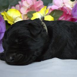 Fawn - Black female Giant Schnauzer puppy in Bessemer, Alabama from The Copper Cottage Canines LLC