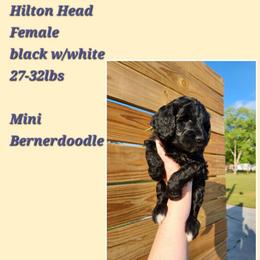 Hilton - Phantom female Bernedoodle puppy in St. George, South Carolina from Southern Hunters Mini Doodles