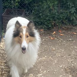 Cuff - Collie