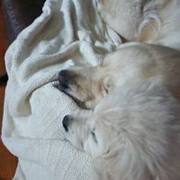 Golden Retriever Puppies from Smokey Mountain English Goldens