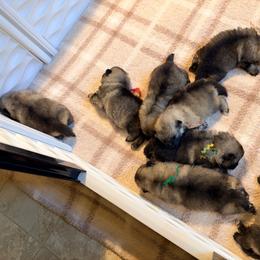 Girl 3 - Black and silver female Keeshond puppy in Sheboygan, Wisconsin from Peregrine Keeshond