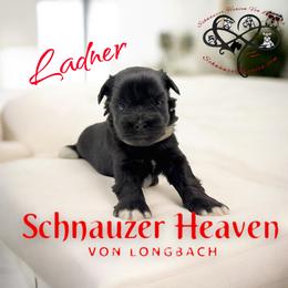 Ladner AKC - Black male Miniature Schnauzer puppy in Pelzer, South Carolina from Schnauzer Heaven Von Longbach