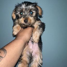 BOY 2 - Black and tan male Yorkshire Terrier puppy in Blythewood, South Carolina from PUPS “ R” US