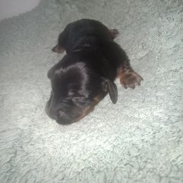 Dachshund Puppies from The Mini Farmhouse