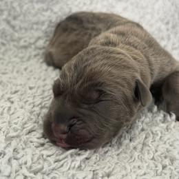 Girl 2 - Gray and fawn female Cane Corso puppy in Tremonton, Utah from Westland Kennels