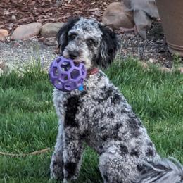 Reina - Bernedoodle