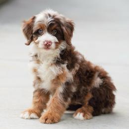 Jay - Chocolate merle male Bernedoodle puppy in Dundee, Ohio from Down Home Doodle