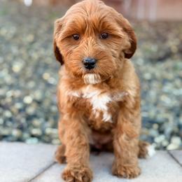 Love - Red  female Goldendoodle puppy in Twin Falls, Idaho from Magic Valley Family Doodles