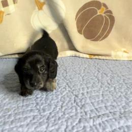 Justice - Black and cream female Dachshund puppy in Homosassa, Florida from SAN’S Dachshunds