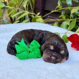 Green collar - Chocolate male Australian Labradoodle puppy in Mount Gilead, North Carolina from Tillery Labradoodles