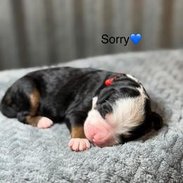Sorry - Tri-color male Bernedoodle puppy in El Campo, Texas from Little Fur Friends Bernedoodles