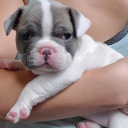 French Bulldogs from Showcase Frenchies LLC