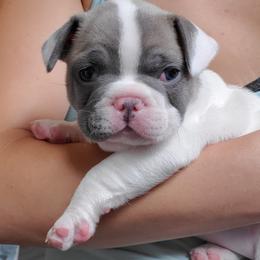 French Bulldogs from Showcase Frenchies LLC