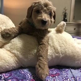 Goldendoodle Puppies from Da Ruba Doodles