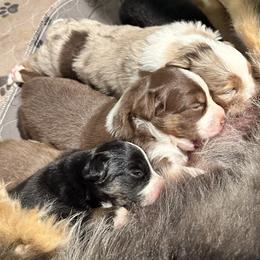Miniature American Shepherd and Miniature Australian Shepherd Puppies from Whiskeytown Aussies