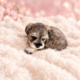 Twilla - Salt and pepper female Miniature Schnauzer puppy in Daisetta, Texas from Winfree’s Schnauzers