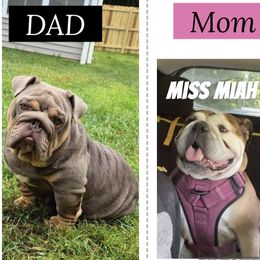 Bulldog puppies from K&D Bulldogs
