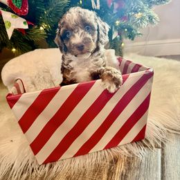 Girl 1 - Red merle female Aussiedoodle puppy in Paradise, Texas from Diamond Z Poodles & Doodles