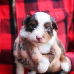 Victoria - Red merle female Miniature American Shepherd puppy in Battle Ground, Washington from Casita Miniature American Shepherds