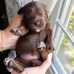 Basil - Brown male Cockapoo puppy in Savannah, Georgia from Vino and Vespa Doodles