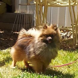 Pomeranians from Kudzu Kountry Kuddlies