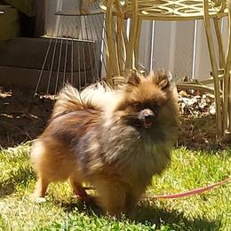 Pomeranians from Kudzu Kountry Kuddlies