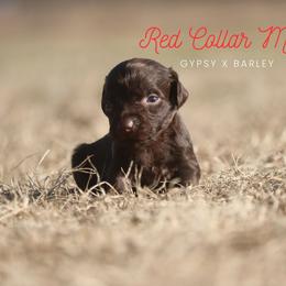 Boy 5 - Liver male Boykin Spaniel puppy in Capron, Virginia from Triple Creek Kennel