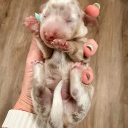Ash - blue - Fawn (isabella) and cream male Dachshund puppy in Alva, Florida from Salty C's Dachshunds