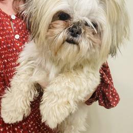 Elfie - Shih Tzu