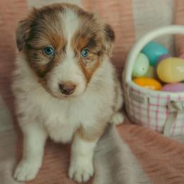Hershey - Red merle male Australian Shepherd puppy in Cotati, California from Tried and True Aussies