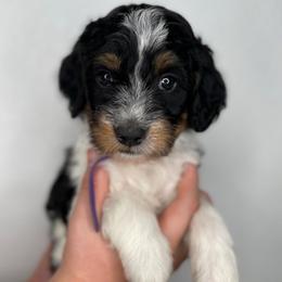 Girl 4 - Tri-color female Bernedoodle puppy in Surprise, Arizona from Huckleberry Doodles
