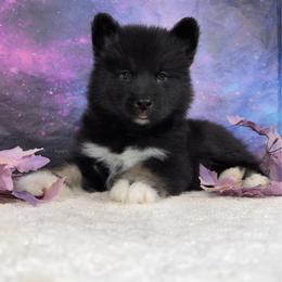 Darkness - Agouti and white female Alaskan Malamute puppy in Spokane, Washington from Asgard Wooly Malamutes