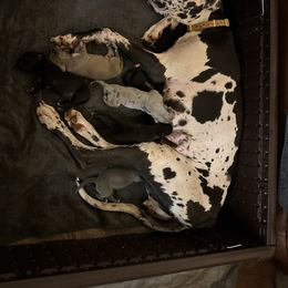 Echo - Great Dane