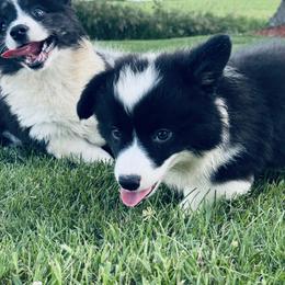 American Corgi, Dachshund, and Pembroke Welsh Corgi Puppies from Seven B Corgis & Doxies