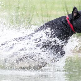 Labrador Retrievers from Magnolia Acres Labradors