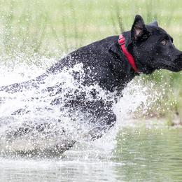 Labrador Retrievers from Magnolia Acres Labradors
