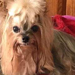 Yorkshire Terriers from Diamonds of York