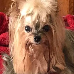 Yorkshire Terriers from Diamonds of York