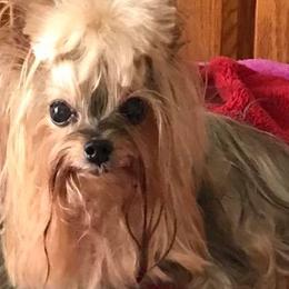 Yorkshire Terriers from Diamonds of York