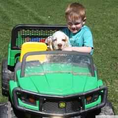 Clumber Spaniel and Irish Red and White Setter Puppies from NyaStar & Chequamegon
