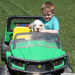 Clumber Spaniel and Irish Red and White Setter Puppies from NyaStar & Chequamegon