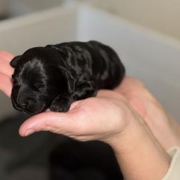 Boy 4 - Black male Cockapoo puppy in Colorado from Garrett Doodles