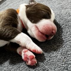 H.P Lovecraft (Lovecraft) - Red and white male McNab puppy in Pittsburgh, Pennsylvania from Allegheny McNab Shepherds