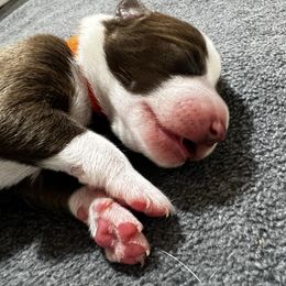 H.P Lovecraft (Lovecraft) - Red and white male McNab puppy in Pittsburgh, Pennsylvania from Allegheny McNab Shepherds